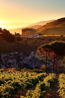 Welcometoitalia:  Doric Temple, Segesta, Sicilia 