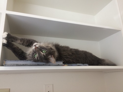 Working on a Sunday is a drag.At least Bagel is keeping me company!