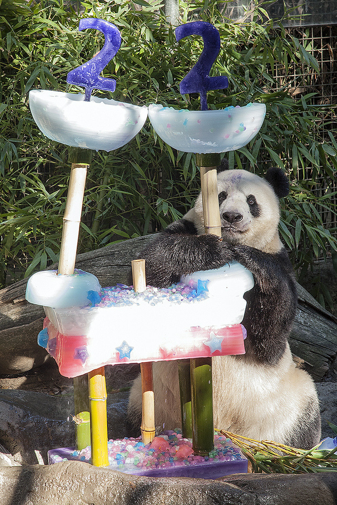 giantpandaphotos:  Bai Yun celebrated her 22nd birthday at the San Diego Zoo in California,