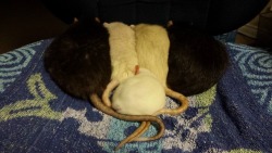 Squeakyfuzzies:  Thislittlerattie: Smol Rat Sleep With Bigg Rats! They Bums Is Warm!