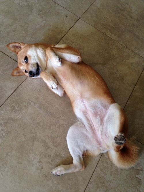 21 Pictures Of Dogs Waiting For Belly Rubs That May Actually Kill You