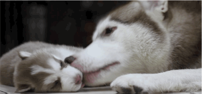 pookie-bear17:  i want one so bad. 