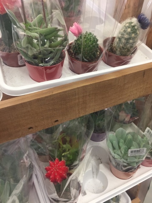 intense-memeroni: I found some cute plants at the store the other day.