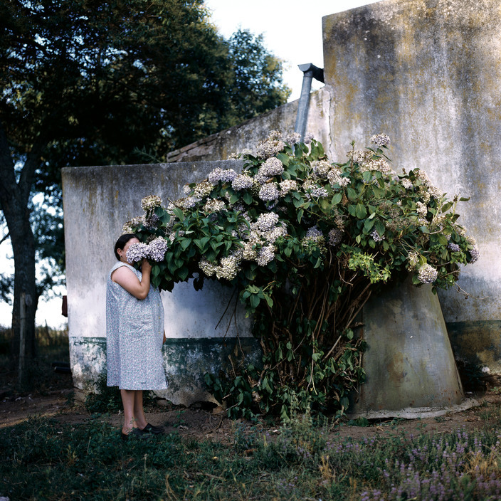 unearthedviews:   ARGENTINA. Buenos Aires. 1999. Hydrangeas.  