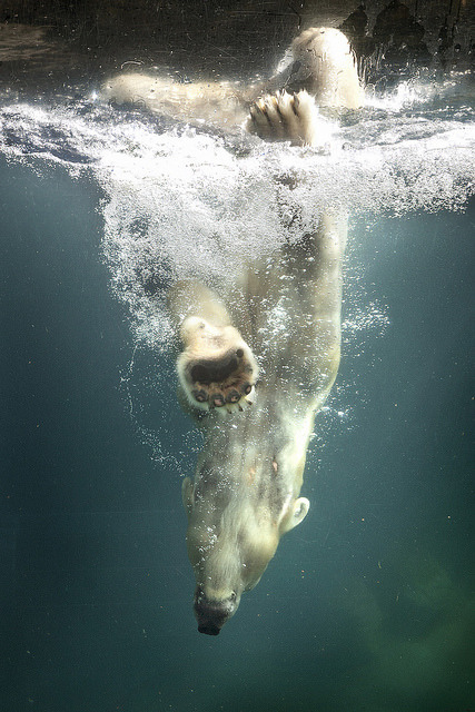 sdzoo:  Polar Bear Diving by Peter Csanadi