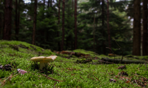 Stoney Castle stump and Russula by markhortonphotography