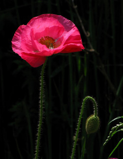 outdoormagic:  Pink Pink by Boyd Miller Gallery on Flickr. 