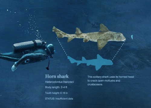 See how you size up against sharks on this National Geographic infographic.