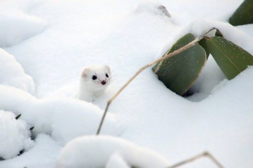 animal-addiction-love:Japanese netizens shot a group of big shots in the snow for