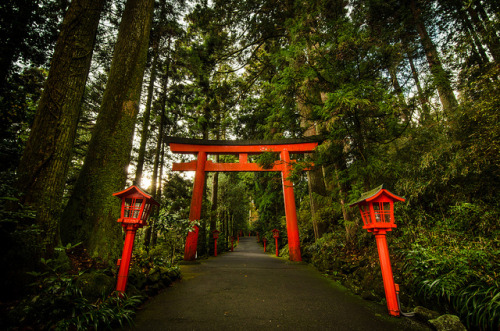 Into The Woods of Hakone