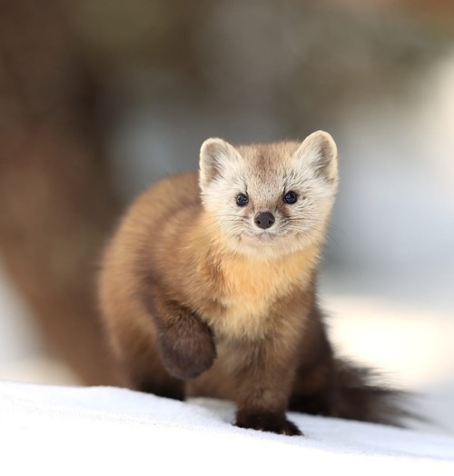 beautiful-wildlife:Pine Marten in Algonquin Provincial Park by © Megan Lorenz