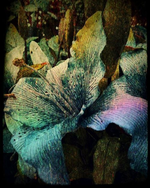 Floral Series: Jardin de Cendre Photo taken and edited by me. #photomanipulation #photography #flowe