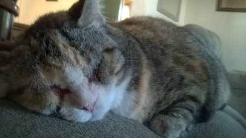 Sleepy Ham Cat! (submitted by fuzzy350)NOTE: She was born with an auto immune disorder called P