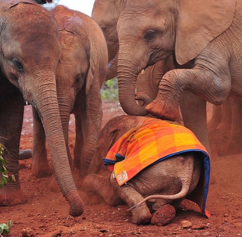 wildeles: Rescuing orphaned baby elephants in Kenya - in picturesTuesday 12 August 201410.50 EDTTo m