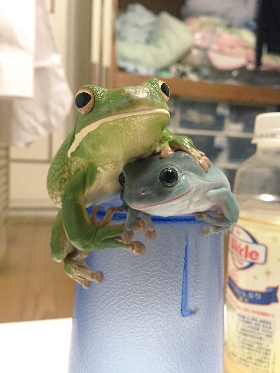 babyanimalgifs:  more baby animals here