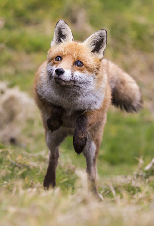 THIS FOX IS LIKE, “ONE TIME I SAW AND OLD LADY AND SHE WALKED LIKE DIS!”THIS FOX IS