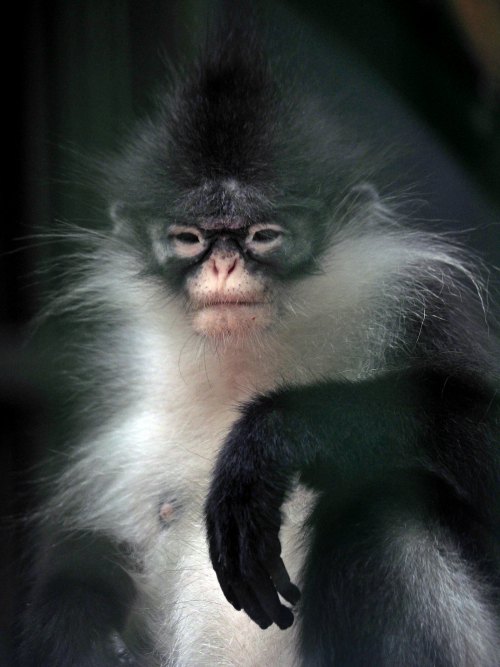Dusky leaf monkey, spectacled langur, or spectacled leaf monkey (Trachypithecus obscurus)