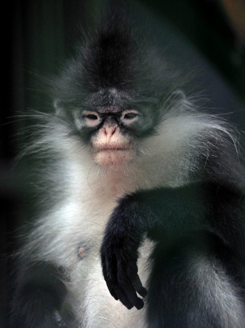 goatpolice: wtxch:Dusky leaf monkey, spectacled langur, or spectacled leaf monkey (Trachypithecus ob