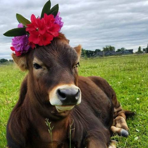 beastieandthebeasts:  Oliver looking good, feeling fabulous Source:  Lighthouse Farm Sanctuary