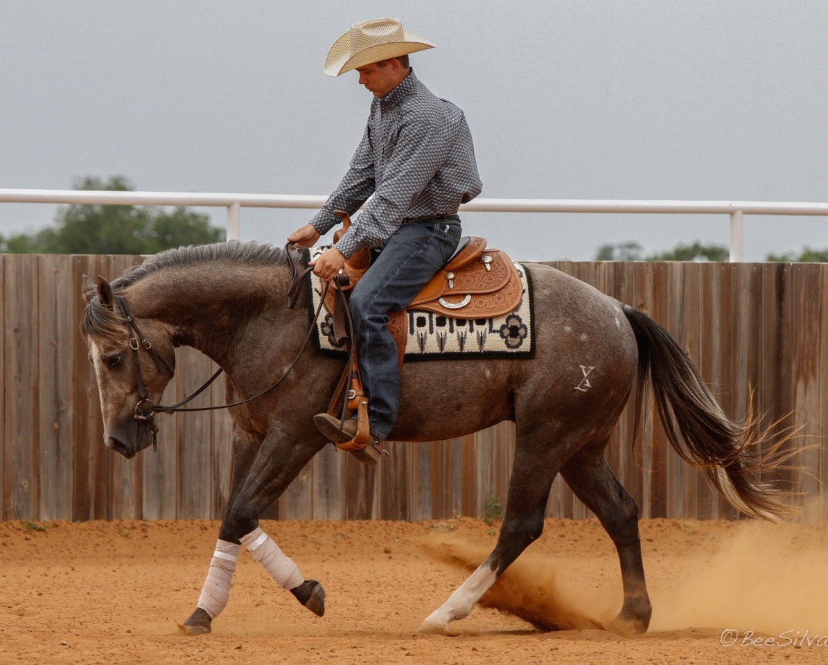 slidingstop:  Xtra Little VoodooShiners Voodoo Dr x Wimpy Playchic2012 Gray AQHA
