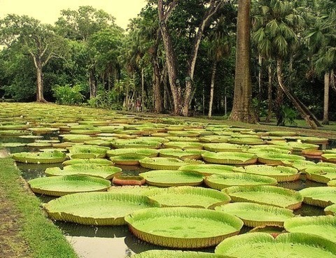 Sir Seewoosagur Ramgoolam Botanical Garden, Is A Popular Tourist Attraction Near Port Louis, Mauritius,