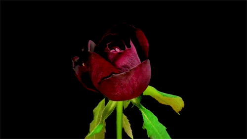 mudwerks:  (via Amazing Gifs Of Flowers Blooming | 25th Century)  ♥