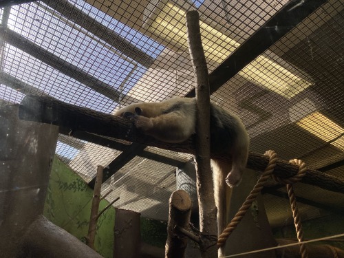 Southern tamandua at the Smithsonian National Zoo in Washington D.C.