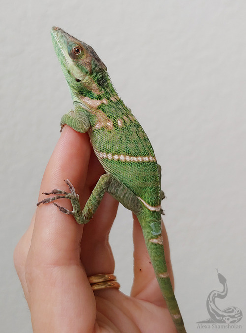 Love this little girl! She’s so baby.Anolis smallwoodi