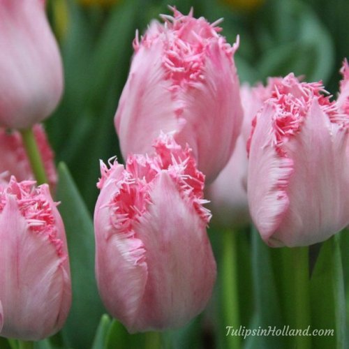 RT @tulips_holland: Have you planted your tulips yet? Now is the perfect time to plant tulips! This 