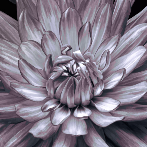 Dahlia in B&amp;W with pink tone