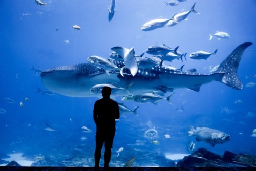 A couple months back I was in Atlanta and I ended up sitting with whale sharks for something like th