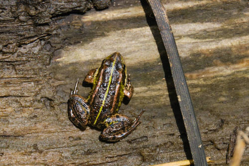 Frogs in the sun