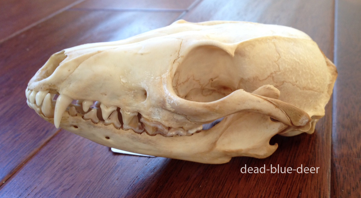 dead-blue-deer: Day 28: Pick a random skull/pelt/taxidermy piece and tell us its