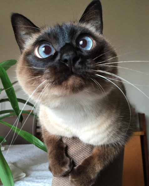 catsbeaversandducks:  Agata: She’s Cute, Crazy And Cross-Eyed “What?! I’m not