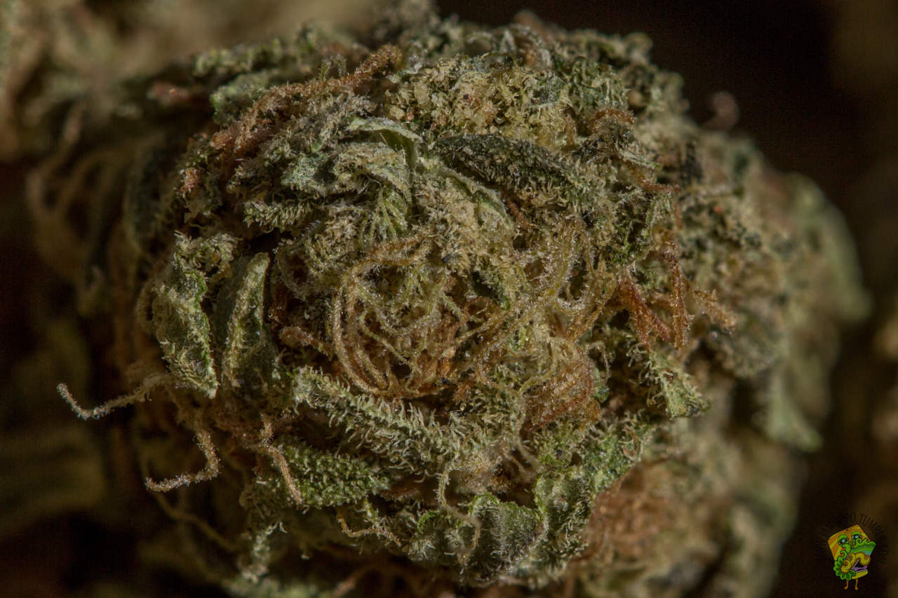 iamoppo:  Unknown Strain