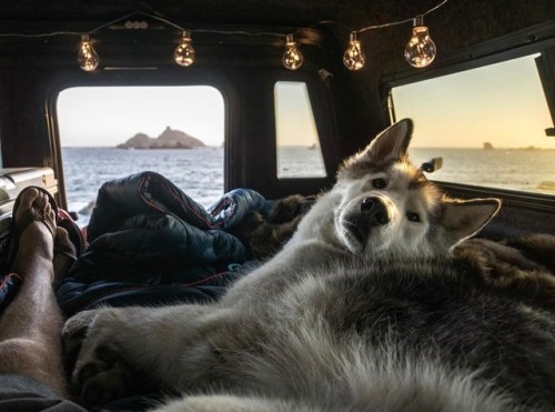 crisscomedulcesdecolores: atraversso: Credit: Loki the Wolfdog ♥