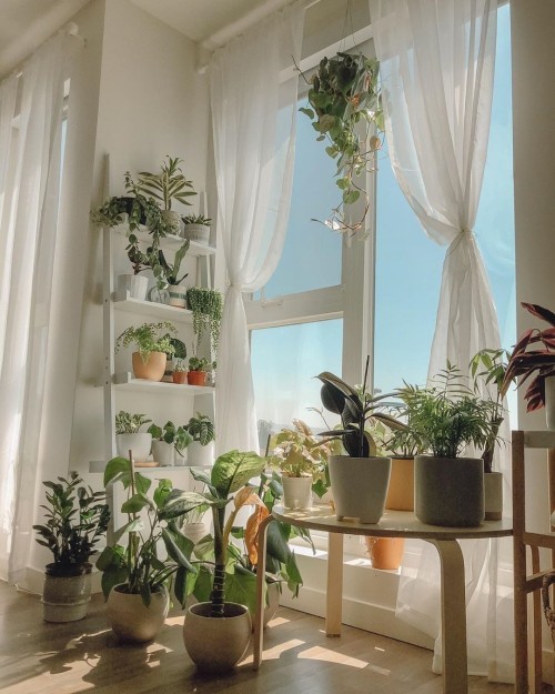 gardenspirits:Plant filled interiors Literally my goals for the new apartment!