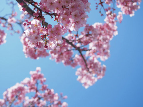 陽光桜 by Neconote on Flickr.