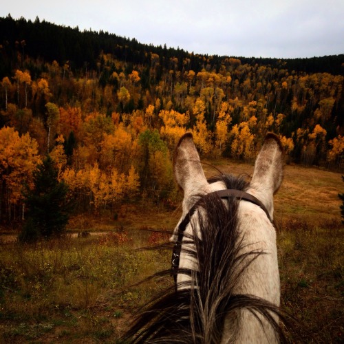 thatlongstride: paintedjumper: Fall is here I wish it was here