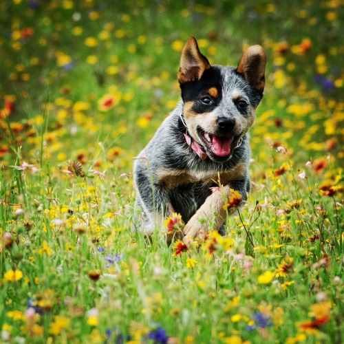 beingfitandmotivated:  San Antonio, spring flowers and JD