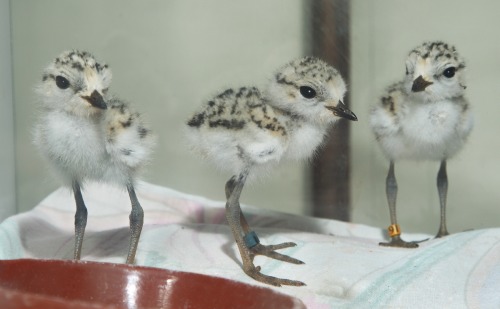 montereybayaquarium:In honor of #NationalBirdDay, let’s throwback to this look behind the scenes of 