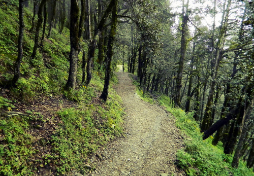 Way to Serulsar lake by Sougata2013 on Flickr.