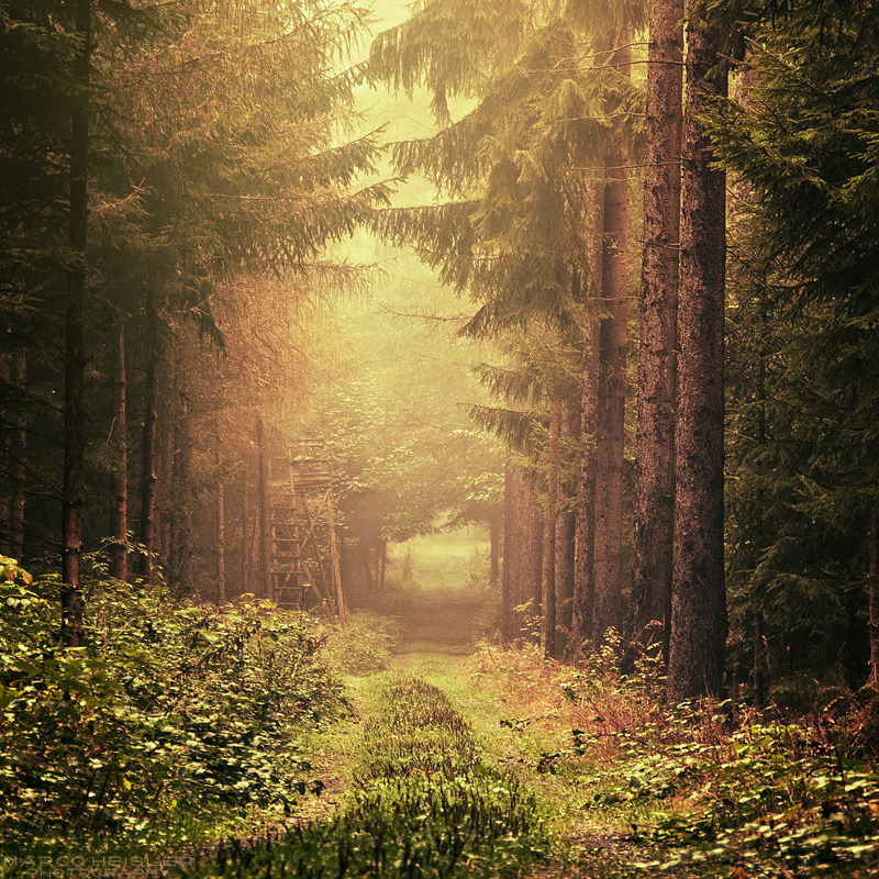 radivs:  Mists Of Destiny by Marco Heisler