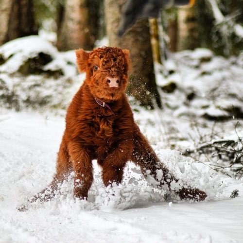 natural–blues:  mymodernmet:Adorable Highland Cattle Calves Are the World’s Cuddliest Little Cows  Srsly stop eating beef they’re like dogs ♡♡♡♡♡