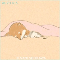 namiharinezumi:  1333 お布団大好き柴犬 Shiba Inu likes fluffy quilts.