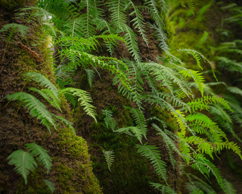 Seward Park Ferns by bombeeney on Flickr.