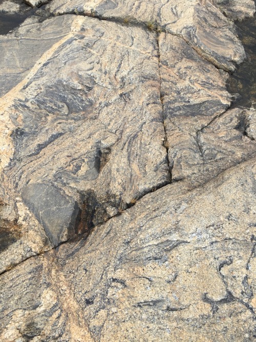 Metamorphic rock heated above its melting temperature and starting to segregate into solid darker la
