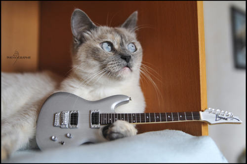 Chatte guitariste (by Nathalie De Cecco ¤ Photographe)