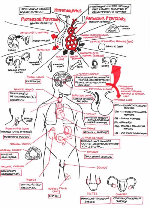 Summary of the Endocrine system for the MCAT 