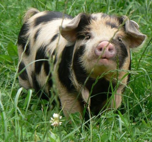 lichfucker:[image description: a photo of a small pig standing in a grassy field. it has long white-